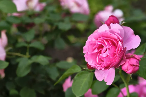 Hermosas Flores Color Rosa Cerca Color — Foto de Stock