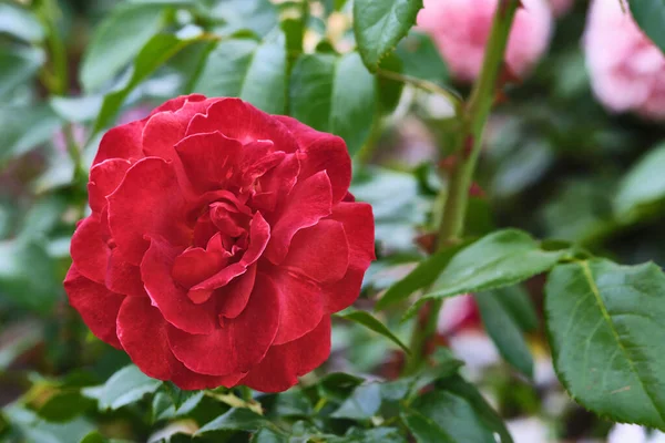 Flores Jardín Rojo Esponjoso Cerca Naturaleza Del Color — Foto de Stock