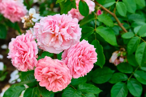 Hermosas Flores Color Rosa Cerca Color — Foto de Stock