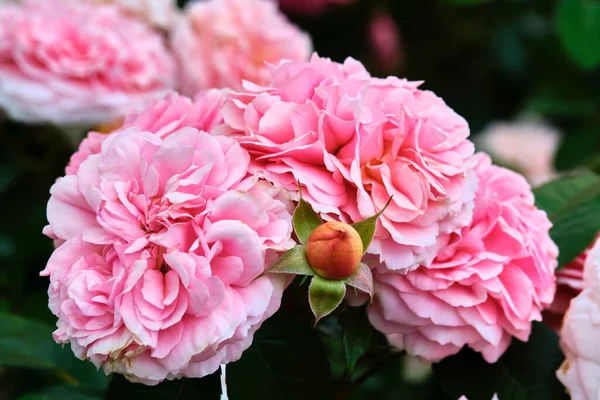 Hermosas Flores Color Rosa Cerca Color — Foto de Stock