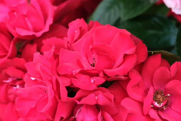Macro Foto Van Mooie Rode Bloemen Kleur — Stockfoto