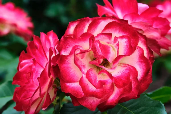 Macro Foto Hermosas Flores Rojas Color — Foto de Stock