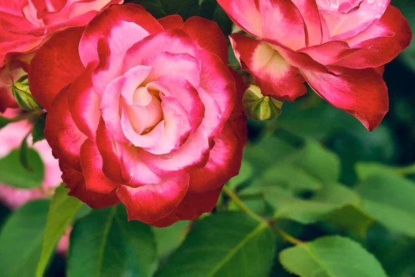 Macro Foto Hermosas Flores Rojas Color — Foto de Stock