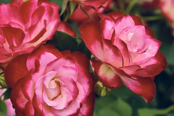 Macro Foto Hermosas Flores Rojas Color — Foto de Stock