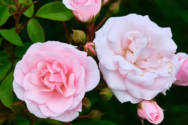 Vackra Rosa Blommor Närbild Färg — Stockfoto