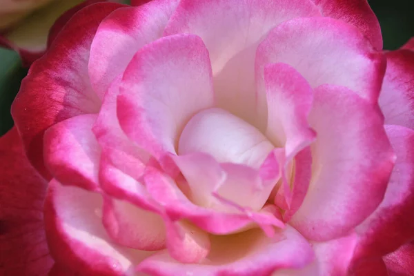 Makrofoto Einer Üppigen Gartenblume Farbe — Stockfoto
