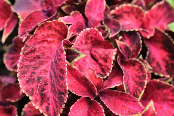 Schöne Weinrote Pflanze Garten Farbe Natur — Stockfoto