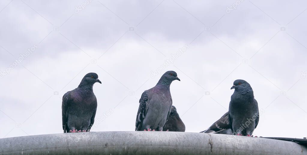 urban pigeons sit on the chimney. general plan.