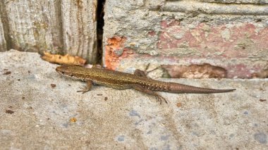 Kertenkele betonun üzerinde sürünür. genel plan.