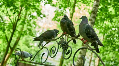 Sokak güvercinleri parkta bir bankta oturuyor..