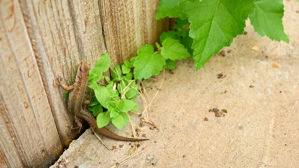 Lagarto Rasteja Betão Plano Geral — Fotografia de Stock