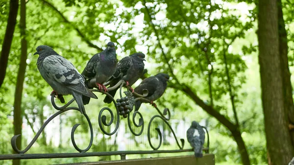 Street Pigeons Sit Park Bench — Stock Photo, Image