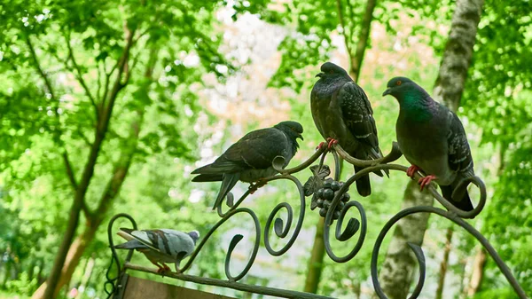 Pigeons Rue Assis Sur Banc Parc — Photo