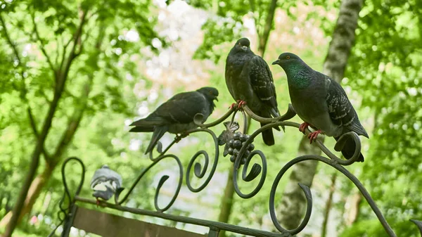 Pigeons Rue Assis Sur Banc Parc — Photo