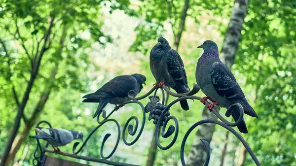 Sokak Güvercinleri Parkta Bir Bankta Oturuyor — Stok fotoğraf