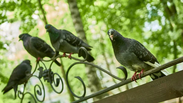 Straatduiven Zitten Een Parkbank — Stockfoto