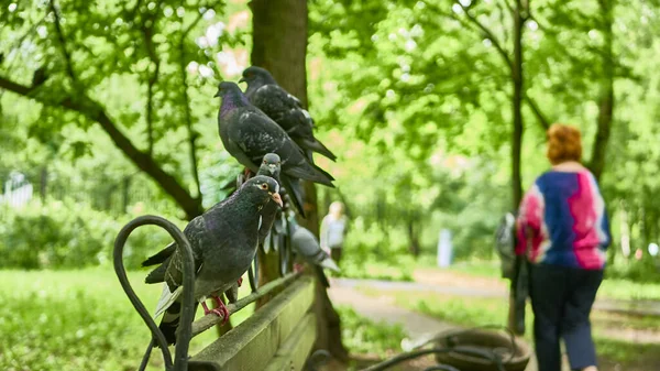 Porumbeii Stradă Stau Bancă Parc — Fotografie, imagine de stoc