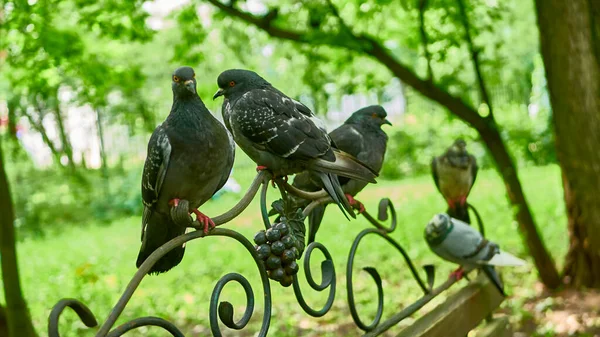 Street Pigeons Sit Park Bench — Stock Photo, Image