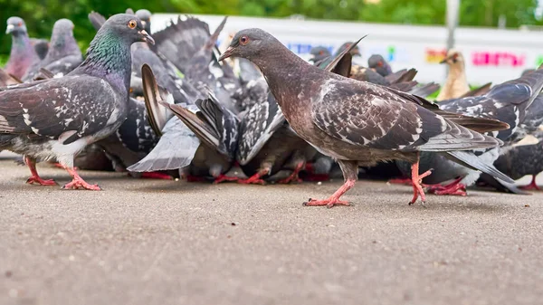 Duvor Samlades Betonggolv Och Samlade Matbitar Staden — Stockfoto