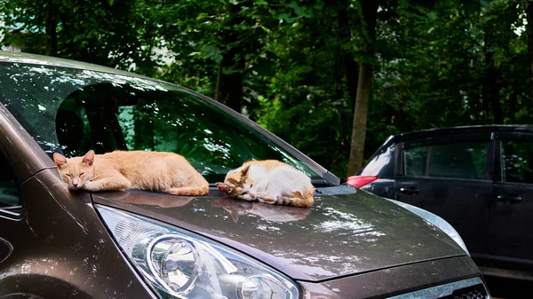 Hemlösa Katter Sover Bil Allmän Plan — Stockfoto