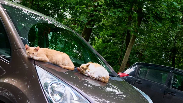 Бездомные Кошки Спят Машине Генеральный План — стоковое фото