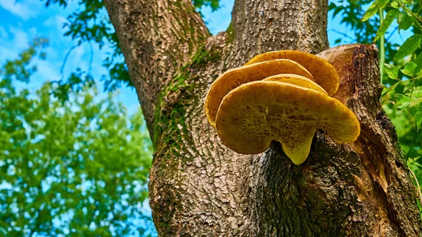 Vacker Chaga Svamp Stammen Ett Träd — Stockfoto