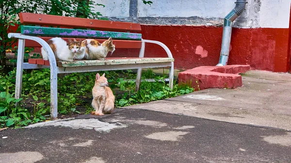 Безпритульні Коти Лежать Лавці Біля Будинку — стокове фото