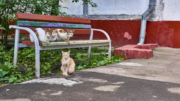 Obdachlose Katzen Liegen Auf Bank Der Nähe Des Hauses — Stockfoto