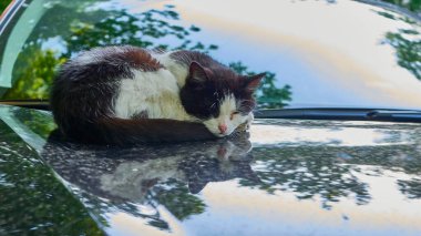 Evsiz kedi arabanın kaputunda uyuyor..