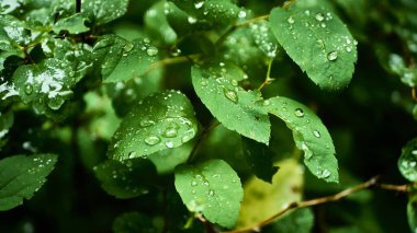 Yağmurdan sonra yeşil yapraklar. Genel plan. renk