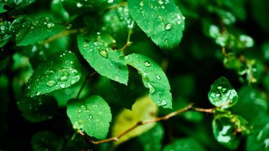 Yağmurdan sonra yeşil yapraklar. Genel plan. renk
