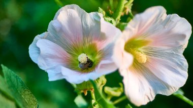 Yabanarısı çiçeklerde polen toplar. Kapat.