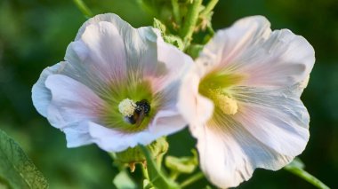 Yabanarısı çiçeklerde polen toplar. Kapat.