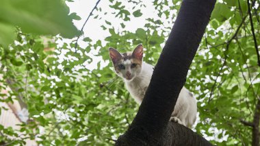 Evsiz kedi bir ağaç dalında oturur. renk doğası