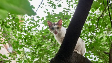 Evsiz kedi bir ağaç dalında oturur. renk doğası