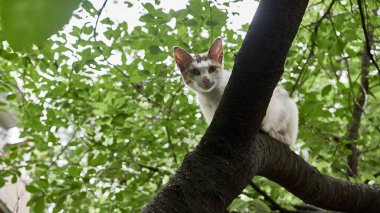 Evsiz kedi bir ağaç dalında oturur. renk doğası