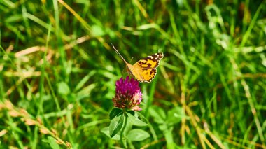 Güzel kelebek kır çiçeklerinin üzerinde oturur. genel plan.
