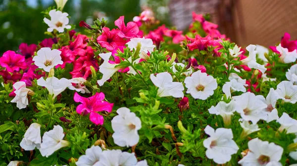 Piękne Letnie Kwiaty Ogrodzie — Zdjęcie stockowe