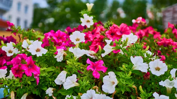 beautiful summer flowers in the garden.