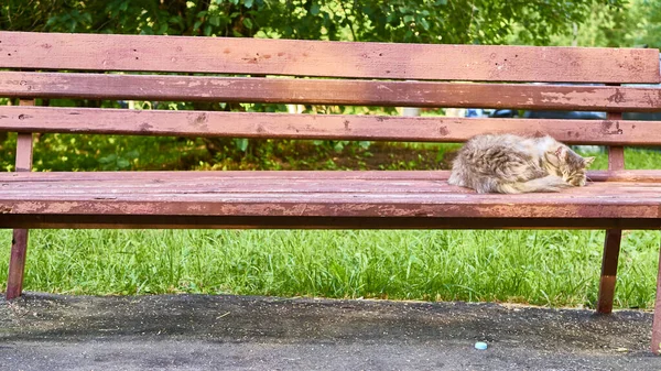 Бездомная Кошка Спит Скамейке Дворе — стоковое фото