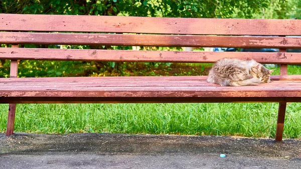 Dakloze Kat Slaapt Een Bank Tuin — Stockfoto