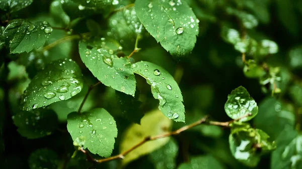 Yağmurdan sonra yeşil yapraklar. Genel plan. renk