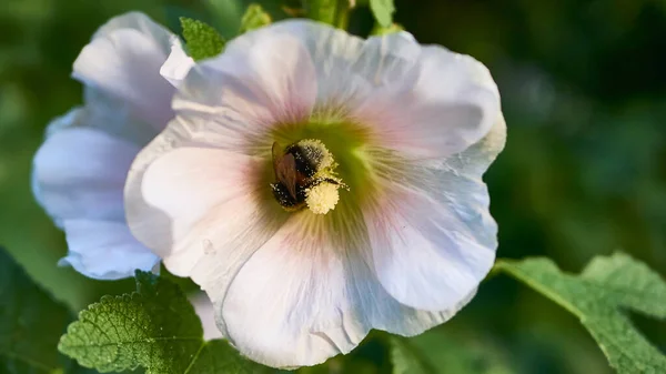 Bumblebee Coleta Pólen Flores Perto — Fotografia de Stock