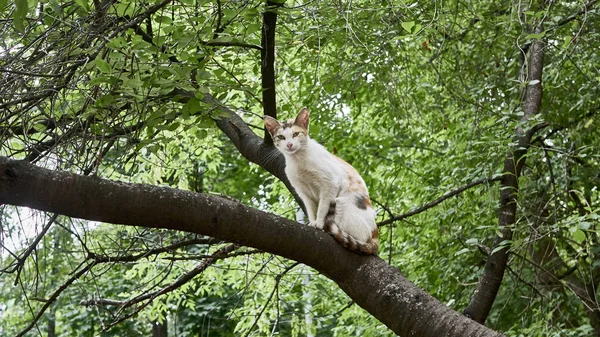 Evsiz kedi bir ağaç dalında oturur. renk doğası