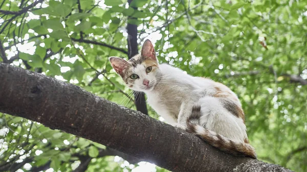 Άστεγη Γάτα Κάθεται Ένα Κλαδί Δέντρου Χρώμα Φύση — Φωτογραφία Αρχείου
