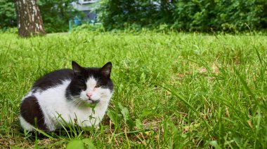 Evsiz kedi yeşil bir çimenlikte oturur. genel plan