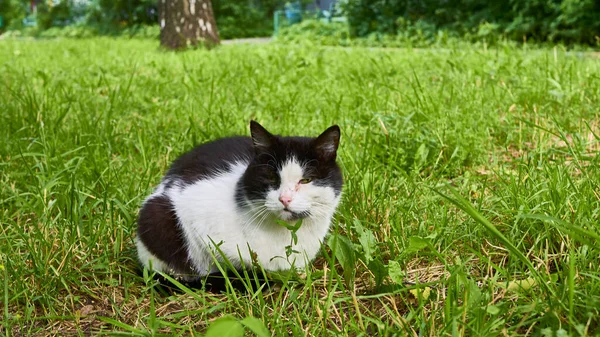 Obdachlose Katze Sitzt Auf Grünem Rasen Allgemeiner Plan — Stockfoto