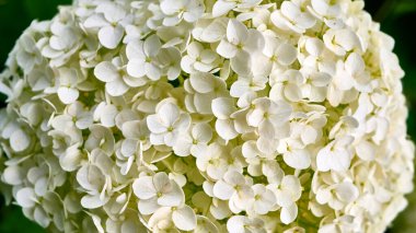 güzel beyaz çiçekler kabarık bir dalda.