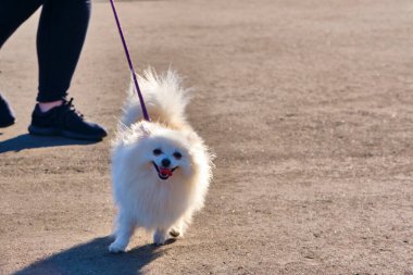 Tasmalı tüylü beyaz köpek. Genel plan. renk