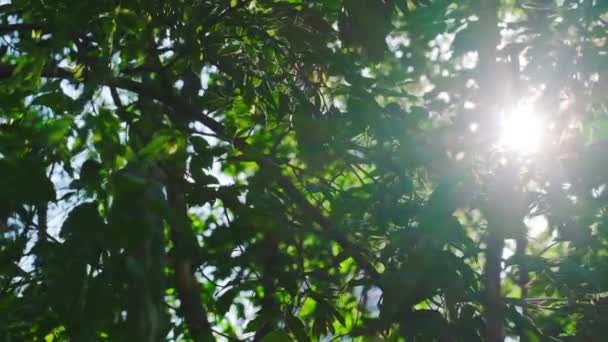 木々の葉を通して太陽の光の線、光の美しいフレア、カメラの動き、夏の庭でリンゴの木の枝。スローモーションビデオ — ストック動画